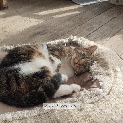 Photo de chat perdu à Moelan Sur Mer