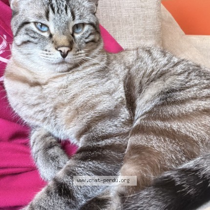 Photo de chat perdu à Rueil Malmaison