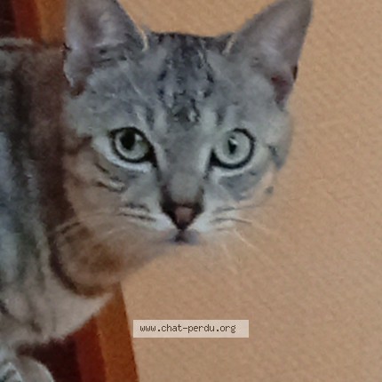 Photo 1/1 Sergueï Chat perdu à Ruaux Plombieres Les Bains
