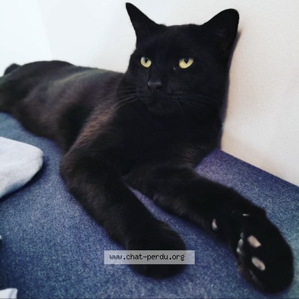 Photo de chat perdu à Figanieres