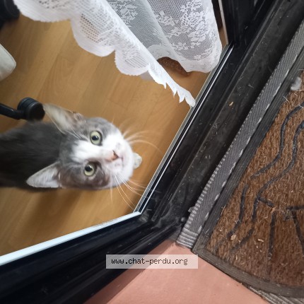 Photo 1/1 Chat trouvé Trouvé à Chantepie