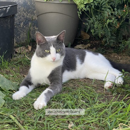Photo 1/1 Chat retrouvé Trouvé à Aubervilliers