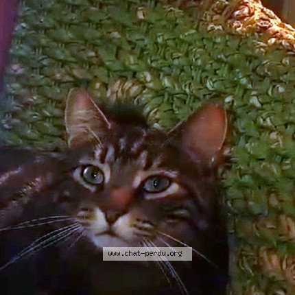 Photo de chat perdu à Feyzin