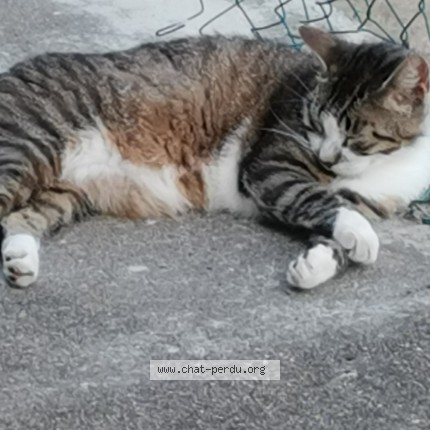 Photo 1/1 Babouche Chat perdu à Cerizay