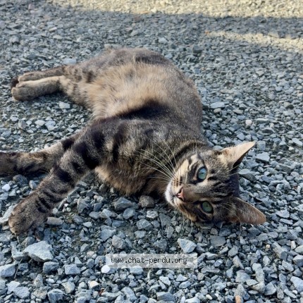Photo de chat perdu à Echire