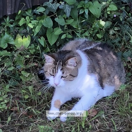 Photo de chat perdu à Conflans Ste Honorine
