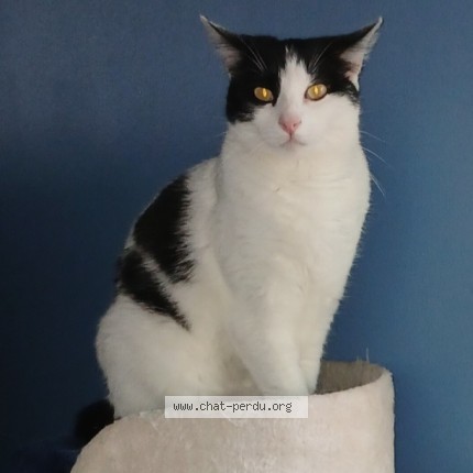 Photo de chat perdu à Saint Genies De Comolas