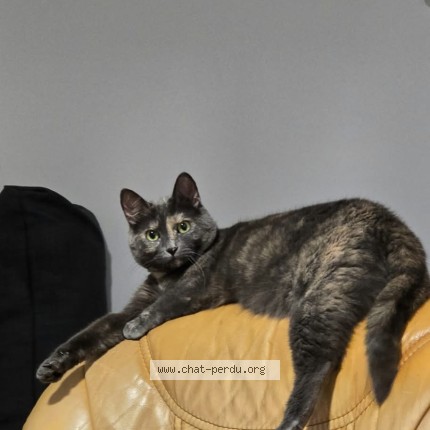 Photo de chat perdu à Saint Pierre En Auge
