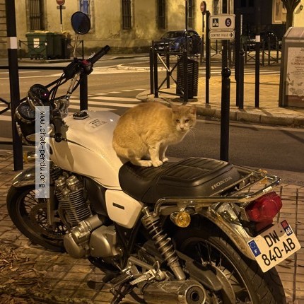 Photo de chat trouvé à Bordeaux