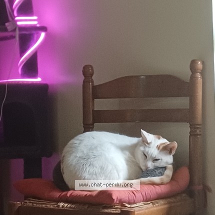 Photo 1/1 Ti blanc Chat perdu à Huisseau Sur Cosson