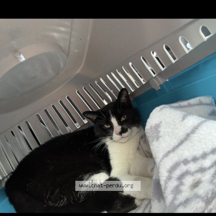 Photo de chat perdu à Laval