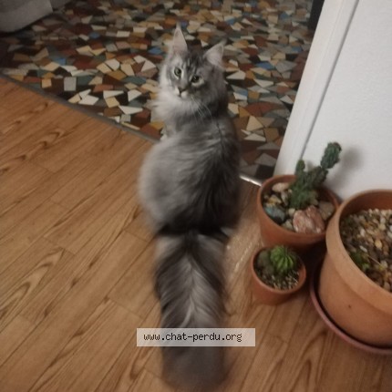 Photo de chat perdu à Vals Les Bains