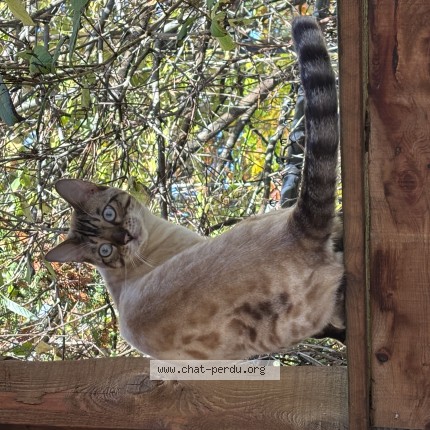 Photo 1/1 Chat trouvé Trouvé à Piedmont