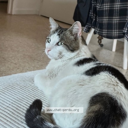 Photo 1/1 vagabond Chat perdu à Marseille