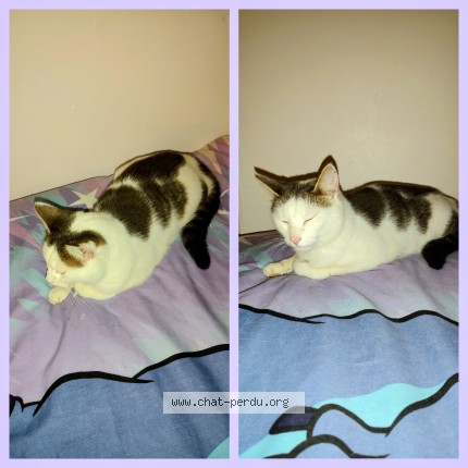 Photo de chat trouvé à Angers