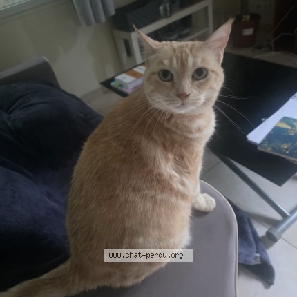 Photo de chat perdu à Gif Sur Yvette