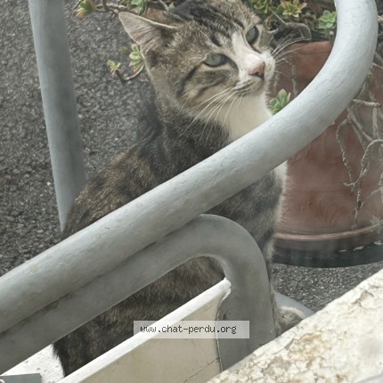 Photo de chat trouvé à Benac