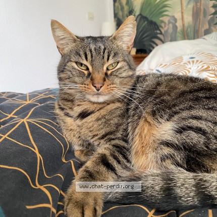 Photo 1/1 Chat retrouvé Perdu à Puissalicon