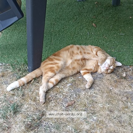 Photo de chat trouvé à Dadonville