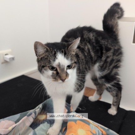 Photo 1/1 Chat trouvé Trouvé à Asnieres Sur Seine