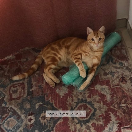 Photo de chat perdu à Evreux