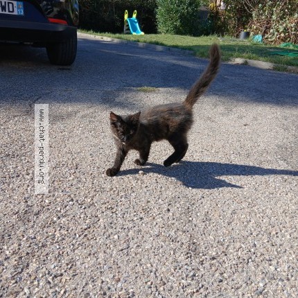 Photo 1/1 Chat trouvé Trouvé à Marignane