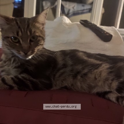 Photo de chat perdu à Azay Le Ferron