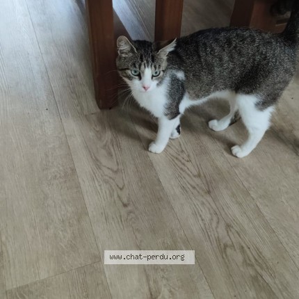 Photo 1/1 abby Chat perdu à Le Plessis Au Bois