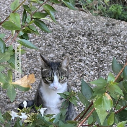 Photo de chat trouvé à Lyon