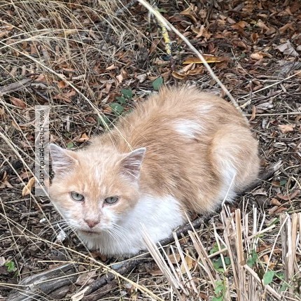 Photo 1/1 Chat trouvé Trouvé à Montigny Les Cormeilles