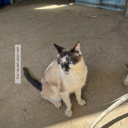 Photo 1/1 Chat trouvé Trouvé à Vesvres Sous Chalancey