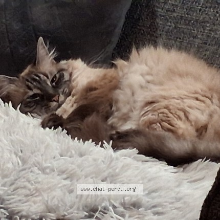 Photo 1/1 Païka Chat perdu à Sebazac Concoures