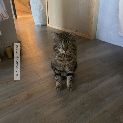 Photo de chat perdu à Etrechy