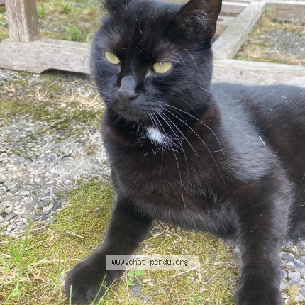 Photo 1/1 Kaelinn Chat perdu à Pont Pean