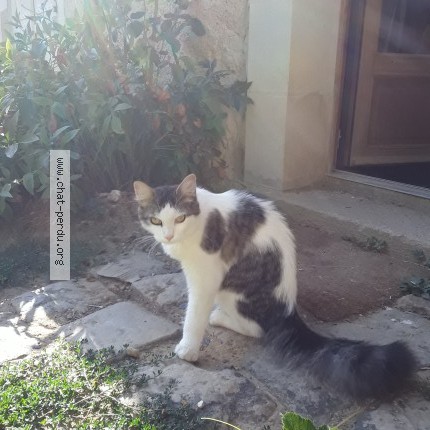 Photo de chat perdu à Chahaignes