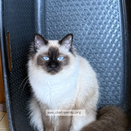 Photo de chat perdu à Luisant