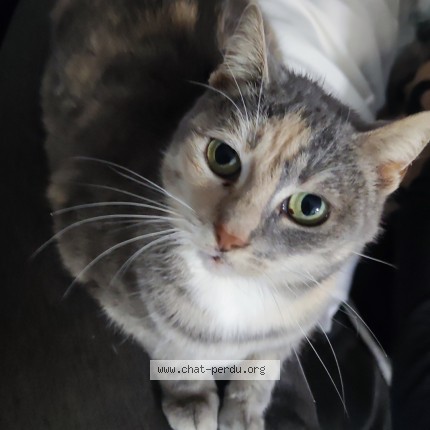 Photo de chat perdu à Lille