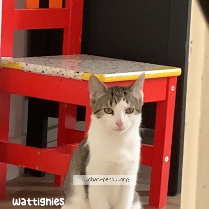 Photo de chat perdu à Wattignies