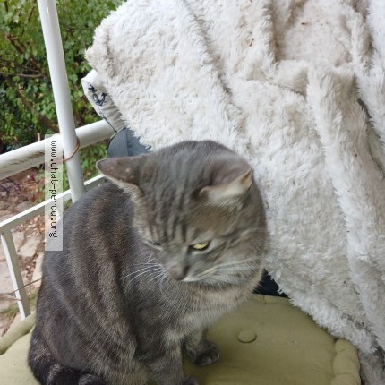 Photo de chat trouvé à St Laurent Du Var