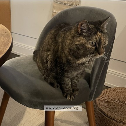 Photo de chat perdu à Villebarou