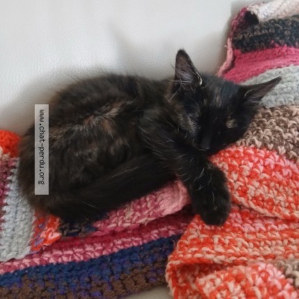 Photo de chat trouvé à Marignane