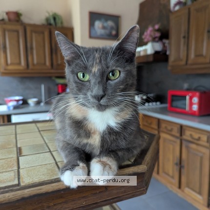 Photo de chat perdu à St Pierre D Eyrauld
