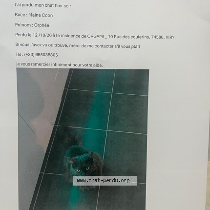 Photo 1/1 Chat retrouvé Perdu à Viry