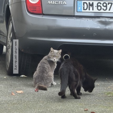 Photo 1/1 Chat trouvé Trouvé à Angers