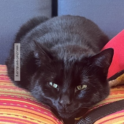 Photo de chat perdu à Angers