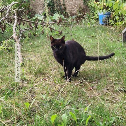 Photo 1/1 Chat trouvé Trouvé à Lorient