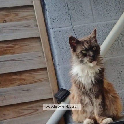 Photo 1/1 Chat trouvé Trouvé à Tourcoing