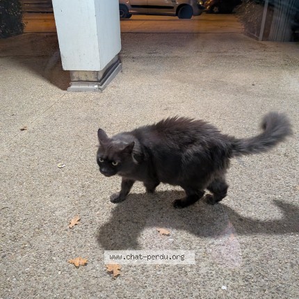 Photo 1/1 Chat trouvé Trouvé à Rennes