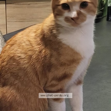 Photo de chat perdu à Saint Ismier