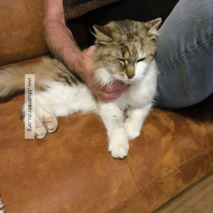 Photo 1/1 Chat trouvé Trouvé à Esnandes